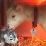 Nyaraló Pipowagen De Luxe