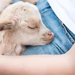 Nyaraló Pipowagen De Luxe