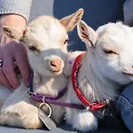 Nyaraló Pipowagen De Luxe