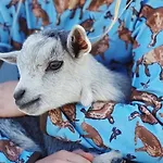 Nyaraló Pipowagen De Luxe