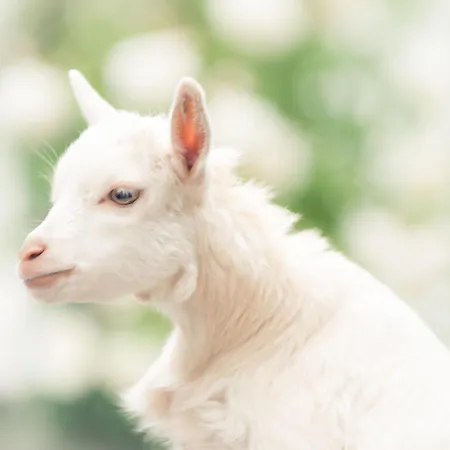 Pipowagen De Luxe Vakantiehuis *