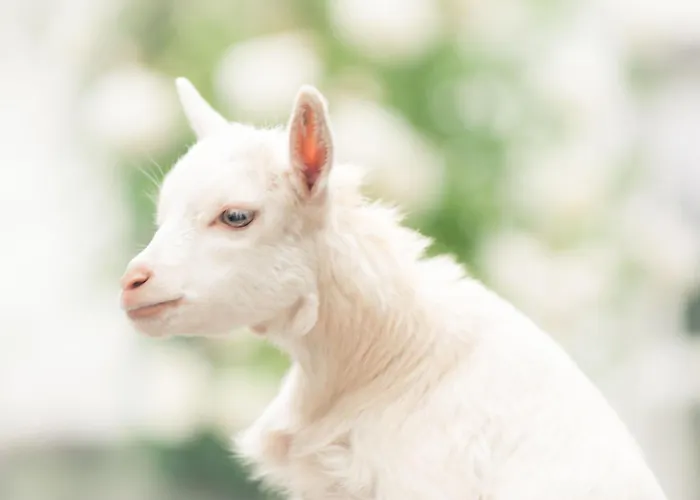 Pipowagen De Luxe Vakantiehuis *