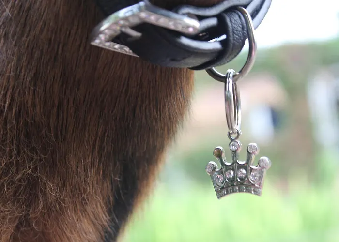 Pipowagen De Luxe Vakantiehuis