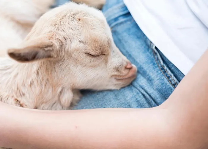 Vakantiehuis Pipowagen De Luxe