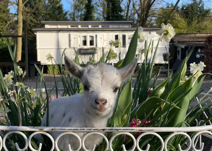 Pipowagen De Luxe * Heythuysen