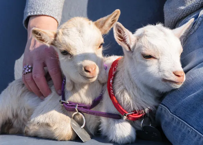 Vakantiehuis Pipowagen De Luxe