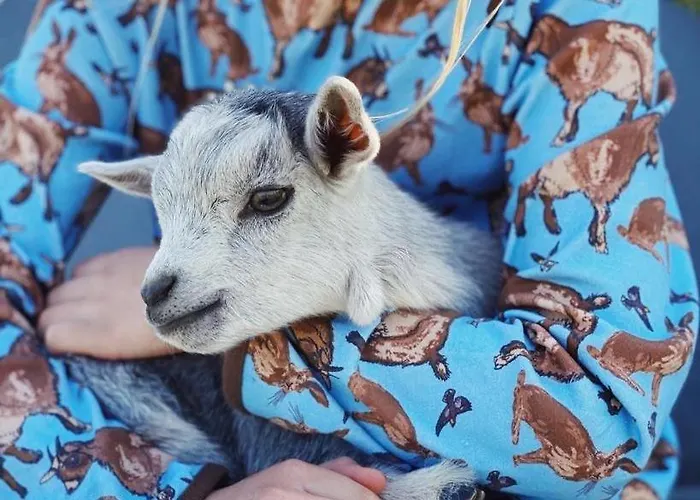 Vakantiehuis Pipowagen De Luxe